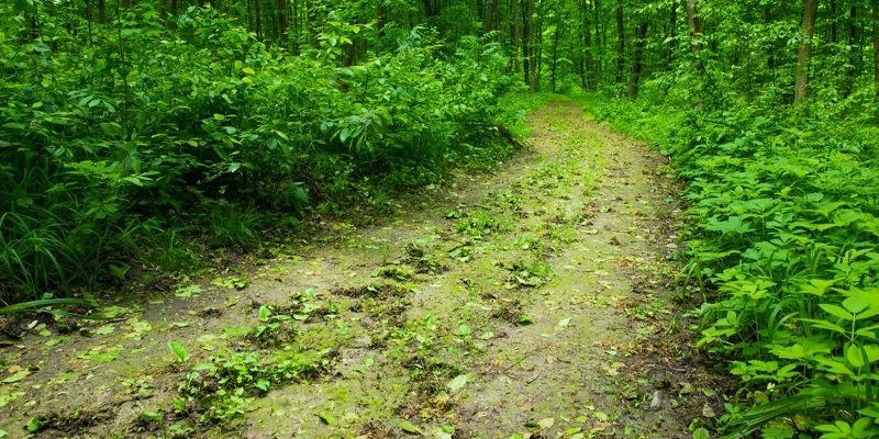 Green Blog Post Round Up