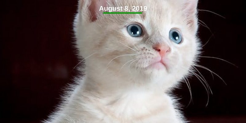 https://goprimenc.com/wp-content/uploads/2019/08/Cat-Day-800x400.jpg