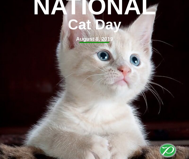 Celebrate International Cat Day