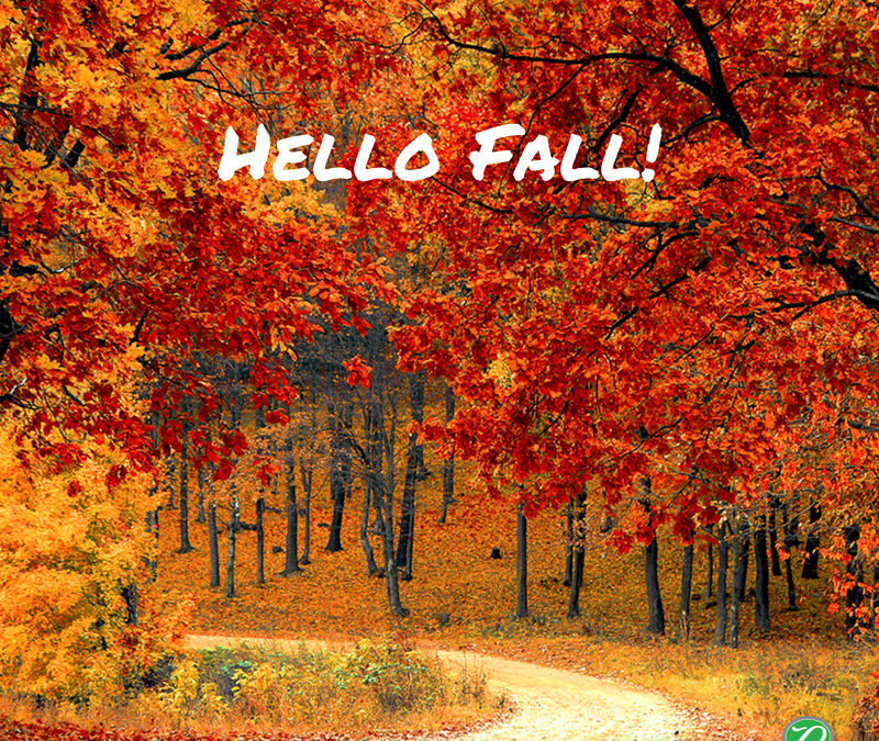 Where to See the Leaves this Fall Around Asheville