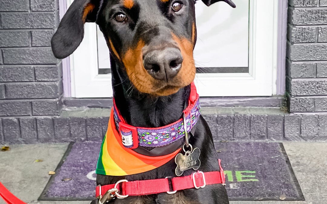Celebrate National Pet Month: Resources for Pets in WNC