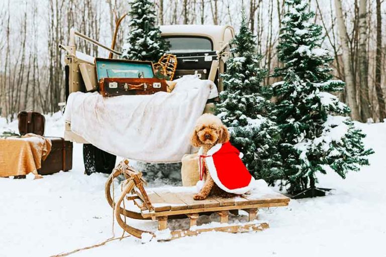 Tips-for-a-Safe-and-Healthy-Holiday-in-2021