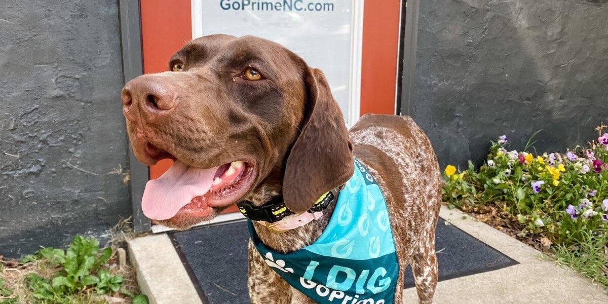 GoPrime Mortgage Asheville Dog in front of local office