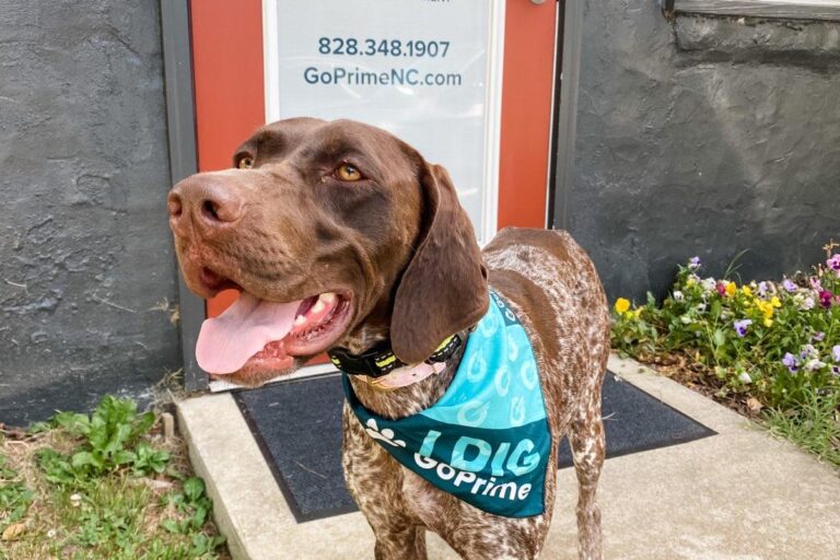 GoPrime Mortgage Asheville Dog in front of local office