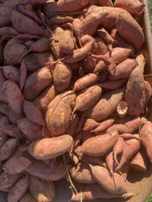 Volunteering at Root Cause Farm in Asheville, NC